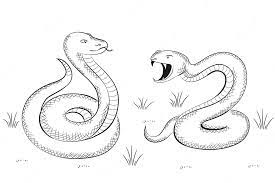 Snake Drawing